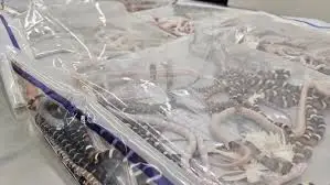 Man caught smuggling over 100 live snakes in his trousers