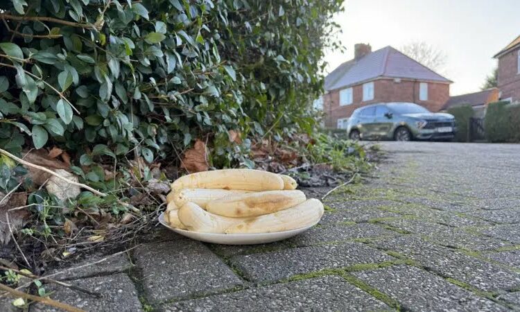 Confusion as mysterious banana ‘offering’ appear monthly at UK junction